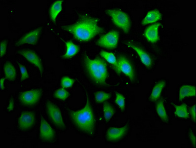 Anti-APC2 Antibody