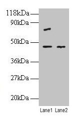 Anti-EIF4A2 Antibody