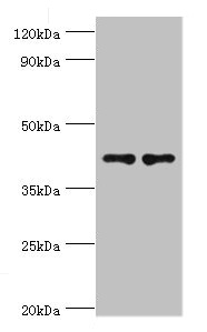 Anti-CD33 Antibody