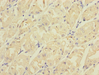 Anti-CDC42EP2 Antibody