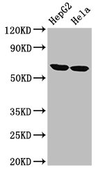 Anti-CKAP4 Antibody