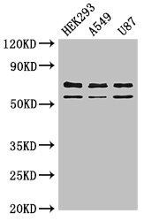 Anti-Cpz Antibody