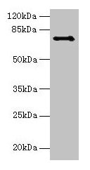 Anti-Ctcfl Antibody