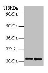 Anti-RPS9 Antibody