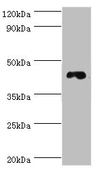 Anti-DRD3 Antibody