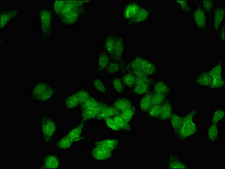 Anti-E2F3 Antibody