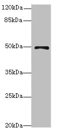 Anti-EIF3F Antibody