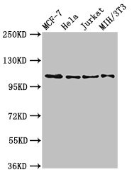 Anti-EPHB3 Antibody