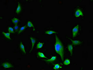 Anti-ESD Antibody