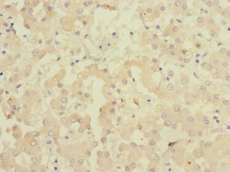 Anti-GADD45G Antibody