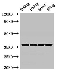 Anti-GAPDH Antibody