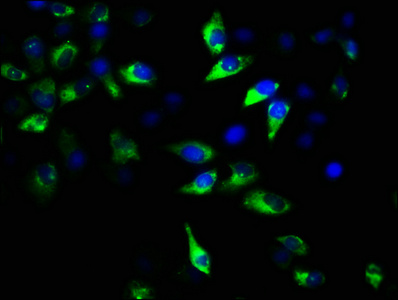 Anti-GNAT2 Antibody