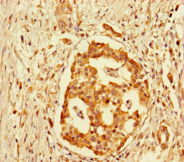 Anti-GPR183 Antibody