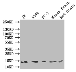 Anti-H2AFJ Antibody