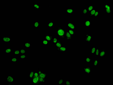 Anti-Phospho-H2AFX (Y142) Antibody