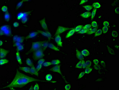 Anti-HAP1 Antibody