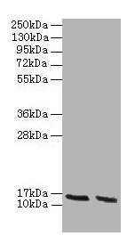 Anti-Hba Antibody