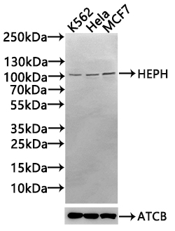 Anti-HEPH Antibody