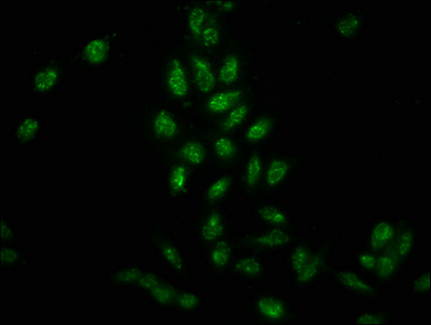Anti-Phospho-Histone 1H3A (Y41) Antibody