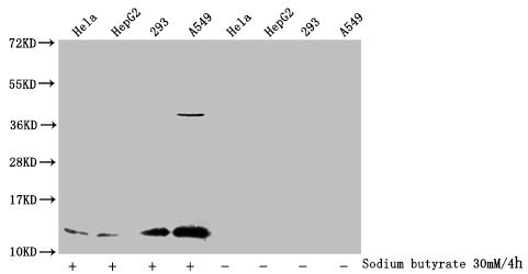 Anti-Acetyl-Histone 1H4A (K91) Antibody