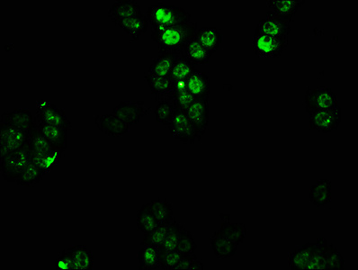 Anti-HOXC6 Antibody