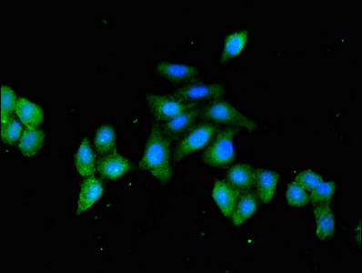 Anti-HSPA4 Antibody
