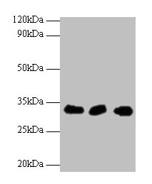 Anti-HUS1 Antibody