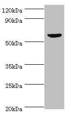 Anti-KMO Antibody