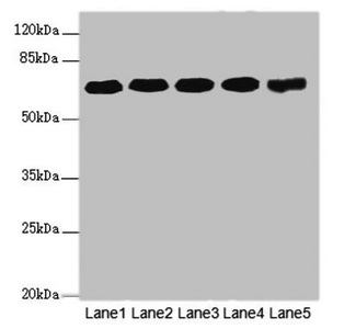 Anti-KPNA6 Antibody