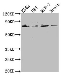 Anti-LMNA Antibody