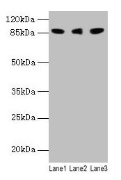 Anti-Loxl2 Antibody