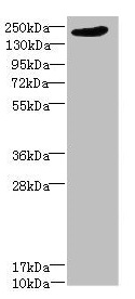 Anti-LRP4 Antibody