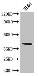 Anti-LUZP2 Antibody