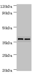Anti-MAP2K3 Antibody