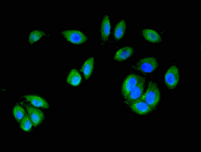 Anti-MAP2K6 Antibody