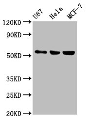 Anti-MEF2A Antibody