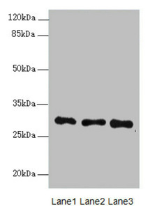Anti-MEOX1 Antibody