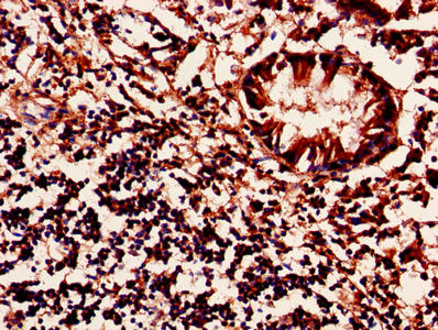 Anti-MRPL54 Antibody