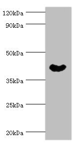 Anti-NCK1 Antibody