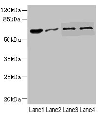 Anti-NOX3 Antibody