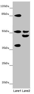 Anti-NYX Antibody