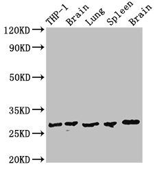 Anti-OLIG1 Antibody