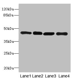 Anti-PAICS Antibody
