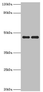 Anti-PAX6 Antibody