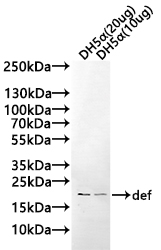 Anti-def Antibody