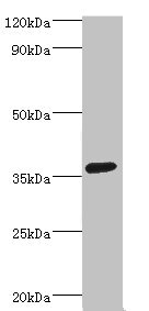Anti-PDLIM1 Antibody