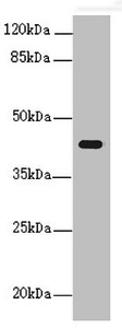 Anti-PEX3 Antibody