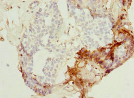 Anti-PEX7 Antibody