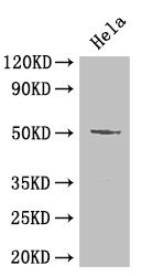 Anti-POU2F2 Antibody