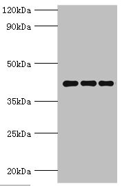Anti-PPID Antibody